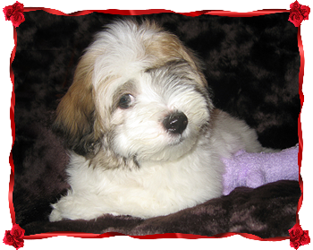 Coton Puppies