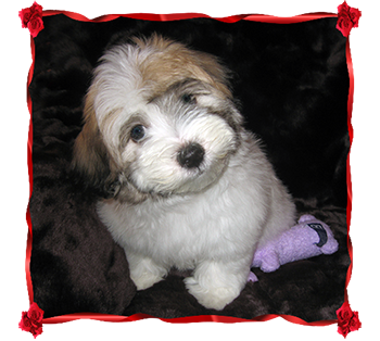 Coton Puppies