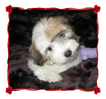 Coton Puppies