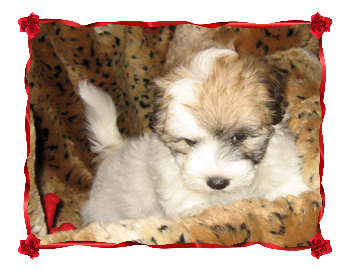 Coton Puppies
