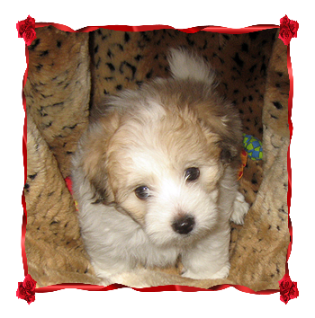 Coton Puppies