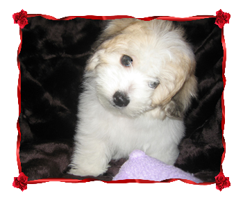 Coton Puppies