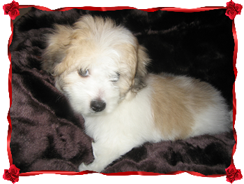 Coton Puppies