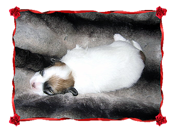 Coton Puppies