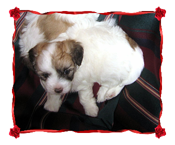 Coton Puppies