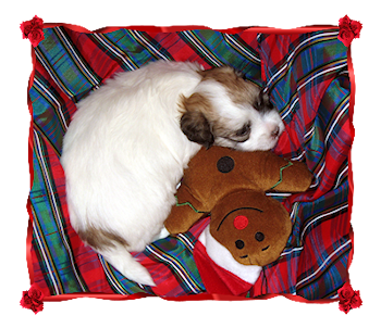 Coton Puppies