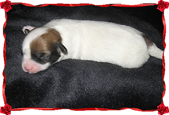 Coton Puppies