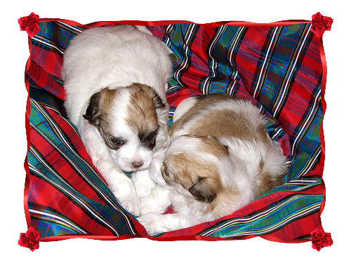 Coton Puppies