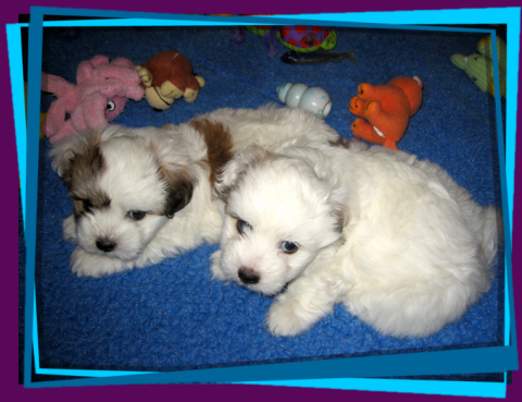 Coton Puppies