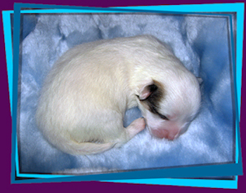 Coton Puppies