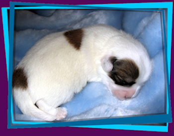 Coton Puppies