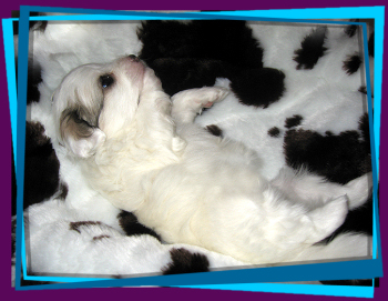 Coton Puppies