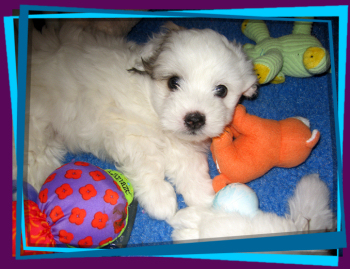 Coton Puppies