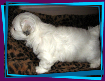 Coton Puppies