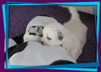 Coton Puppies
