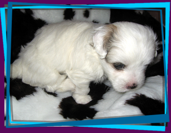 Coton Puppies