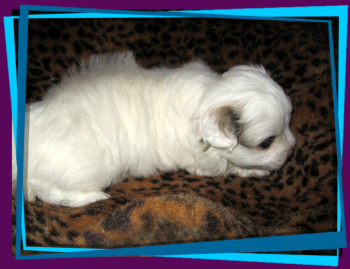 Coton Puppies