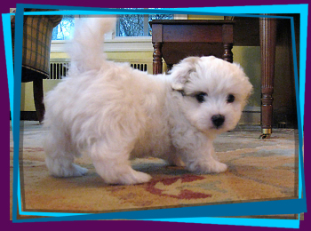 Coton Puppies