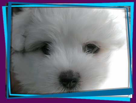 Coton Puppies