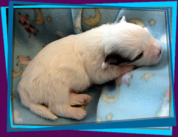 Coton Puppies