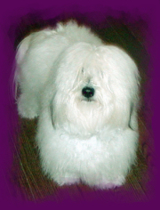 Furry Harley