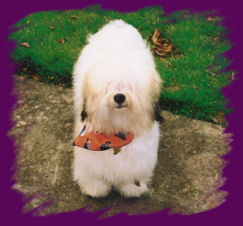 Harley at ten months