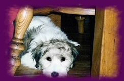 Puppy Harley under the chair