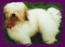 Harley Leonardo of Alika Cotons