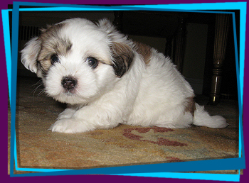 Coton Puppies