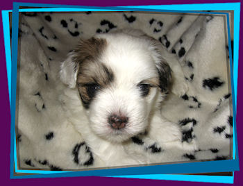 Coton Puppies