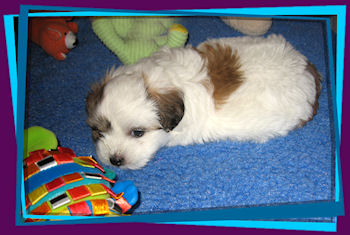 Coton Puppies