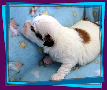 Coton Puppies