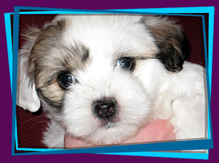 Coton Puppies