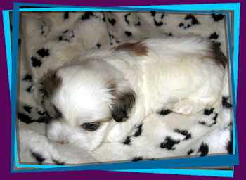 Coton Puppies