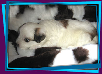 Coton Puppies