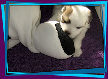 Coton Puppies