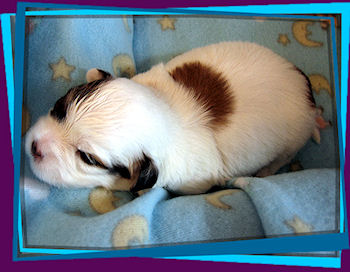 Coton Puppies