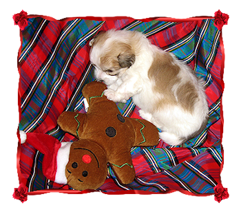 Coton Puppies