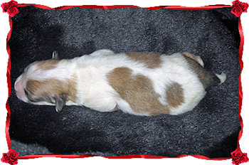 Coton Puppies