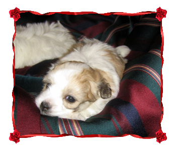 Coton Puppies