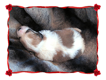 Coton Puppies