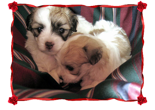 Coton Puppies