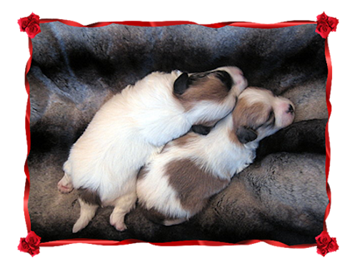 Coton Puppies